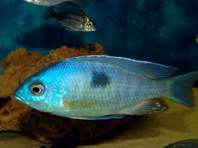 Copadichromis pleurostigma 'Kande Island'
